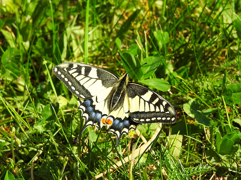 Otakárek fenyklový